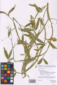 Lathyrus sylvestris L., Eastern Europe, Central region (E4) (Russia)