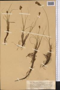 Carex physodes M.Bieb., Middle Asia, Karakum (M6) (Turkmenistan)