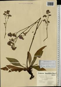 Limonium tomentellum (Boiss.) Kuntze, Eastern Europe, Central forest-and-steppe region (E6) (Russia)