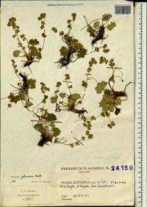 Alchemilla glaucescens Wallr., Eastern Europe, Estonia (E2c) (Estonia)