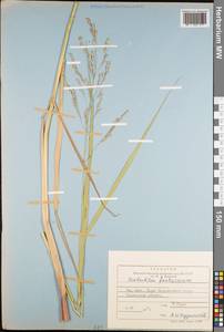Scolochloa festucacea (Willd.) Link, Eastern Europe, North-Western region (E2) (Russia)