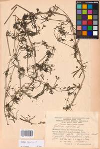Galium spurium L., Eastern Europe, Eastern region (E10) (Russia)
