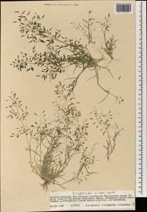 Eragrostis minor Host, Mongolia (MONG) (Mongolia)