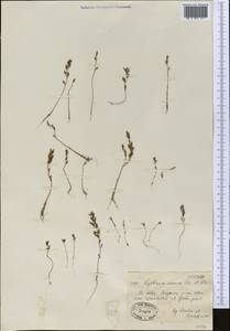 Lythrum nanum Kar. & Kir., Middle Asia, Muyunkumy, Balkhash & Betpak-Dala (M9) (Kazakhstan)