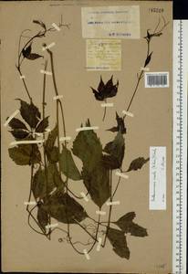 Parthenocissus inserta (A. Kern.) Fritsch, Eastern Europe, North Ukrainian region (E11) (Ukraine)