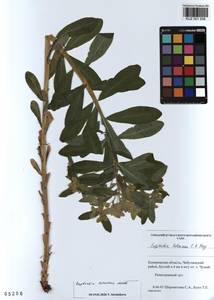 KUZ 001 558, Euphorbia pilosa L., Siberia, Altai & Sayany Mountains (S2) (Russia)