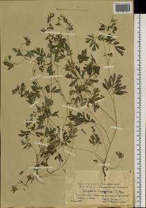 Corydalis capnoides (L.) Pers., Siberia, Western Siberia (S1) (Russia)