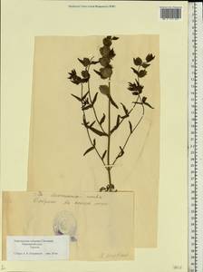 Rhinanthus serotinus var. vernalis (N. W. Zinger) Janch., Eastern Europe, Estonia (E2c) (Estonia)