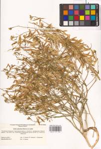 Isatis sabulosa Steven ex Ledeb., Eastern Europe, Lower Volga region (E9) (Russia)