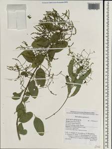 Salvadora persica L., South Asia, South Asia (Asia outside ex-Soviet states and Mongolia) (ASIA) (Israel)