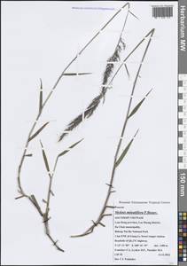 Melinis minutiflora P.Beauv., South Asia, South Asia (Asia outside ex-Soviet states and Mongolia) (ASIA) (Vietnam)