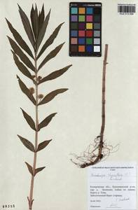 Lysimachia thyrsiflora L., Siberia, Altai & Sayany Mountains (S2) (Russia)