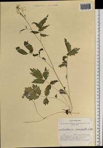 Cardamine macrophylla Willd., Siberia, Altai & Sayany Mountains (S2) (Russia)