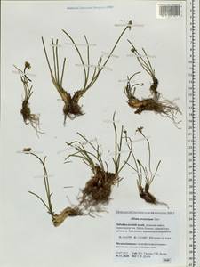 Allium prostratum Trevir., Siberia, Baikal & Transbaikal region (S4) (Russia)