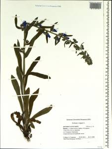 Echium vulgare L., Crimea (KRYM) (Russia)