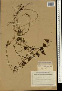 Nanorrhinum ramosissimum subsp. ramosissimum, South Asia, South Asia (Asia outside ex-Soviet states and Mongolia) (ASIA) (Italy)