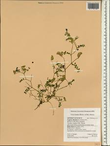 Vicia lunata (Boiss. & Balansa)Boiss., South Asia, South Asia (Asia outside ex-Soviet states and Mongolia) (ASIA) (Cyprus)
