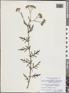 Jacobaea erucifolia subsp. erucifolia, Eastern Europe, Central forest-and-steppe region (E6) (Russia)