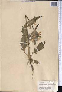 Phlomoides labiosa (Bunge) Adylov, Kamelin & Makhm., Middle Asia, Western Tian Shan & Karatau (M3) (Kazakhstan)