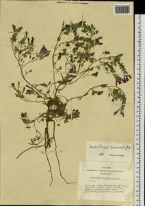 Scutellaria tuvensis Juz., Siberia, Altai & Sayany Mountains (S2) (Russia)