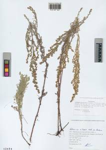 Artemisia nitrosa Weber ex Stechm., Siberia, Altai & Sayany Mountains (S2) (Russia)