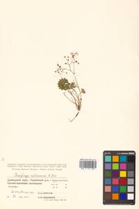 Micranthes nelsoniana subsp. aestivalis (Fisch. & C. A. Mey.) Elven & D. F. Murray, Siberia, Russian Far East (S6) (Russia)