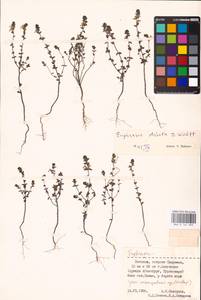 MHA 0 161 800, Euphrasia stricta J.P.Wolff ex J.F.Lehm., Eastern Europe, Estonia (E2c) (Estonia)
