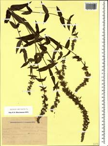 Lythrum salicaria L., Caucasus, Krasnodar Krai & Adygea (K1a) (Russia)