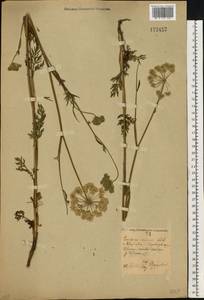 Kadenia dubia (Schkuhr) Lavrova & V.N.Tikhom., Eastern Europe, Western region (E3) (Russia)