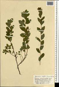 Spiraea media Schmidt, Mongolia (MONG) (Mongolia)