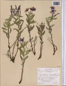 Chamaenerion latifolium (L.) Sweet, America (AMER) (United States)