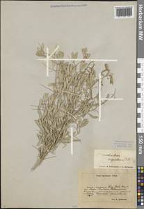 Ammodendron bifolium (Pall.) Yakovlev, Middle Asia, Northern & Central Kazakhstan (M10) (Kazakhstan)