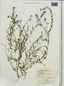 Polygala vulgaris L., Eastern Europe, West Ukrainian region (E13) (Ukraine)