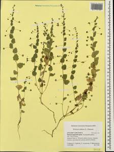 Kickxia elatine (L.) Dumort., Caucasus, Krasnodar Krai & Adygea (K1a) (Russia)