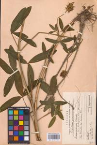 Trifolium pannonicum Jacq., Eastern Europe, West Ukrainian region (E13) (Ukraine)