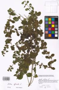 Melissa officinalis L., Eastern Europe, Moscow region (E4a) (Russia)