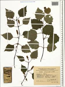 Betula pubescens var. litwinowii (Doluch.) Ashburner & McAll., Caucasus, Stavropol Krai, Karachay-Cherkessia & Kabardino-Balkaria (K1b) (Russia)