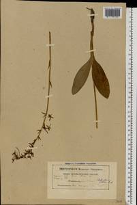 Platanthera bifolia (L.) Rich., Eastern Europe, Belarus (E3a) (Belarus)