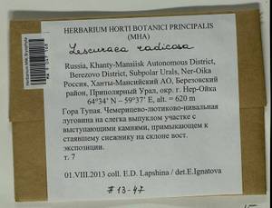 Lescuraea radicosa (Mitt.) Mönk., Bryophytes, Bryophytes - Western Siberia (including Altai) (B15) (Russia)