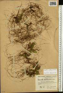 Cuscuta epithymum (L.) L., Eastern Europe, Moscow region (E4a) (Russia)
