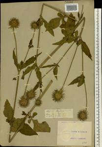 Dipsacus strigosus Willd., Eastern Europe, Central forest-and-steppe region (E6) (Russia)