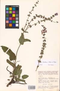 MHA 0 156 084, Salvia dumetorum Andrz. ex Besser, Eastern Europe, Lower Volga region (E9) (Russia)