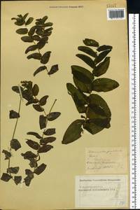 Potamogeton perfoliatus L., Eastern Europe, Moscow region (E4a) (Russia)