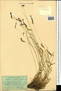 Hordeum brevisubulatum (Trin.) Link, Caucasus, Dagestan (K2) (Russia)