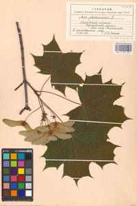 Acer platanoides L., Eastern Europe, Moscow region (E4a) (Russia)