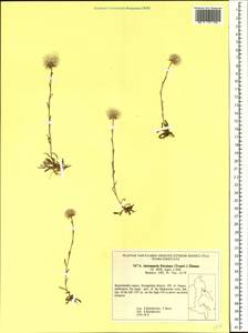 Antennaria friesiana, Siberia, Chukotka & Kamchatka (S7) (Russia)