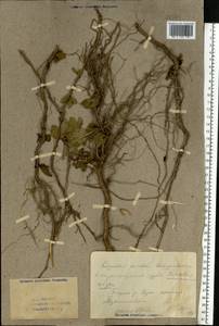 Populus nigra L., Eastern Europe, Eastern region (E10) (Russia)