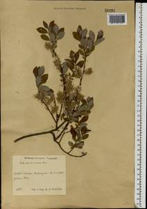 Salix aurita × livida, Eastern Europe, Central region (E4) (Russia)