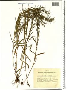 Galatella biflora (L.) Nees, Siberia, Altai & Sayany Mountains (S2) (Russia)