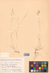 Poa arctica R.Br., Siberia, Chukotka & Kamchatka (S7) (Russia)
